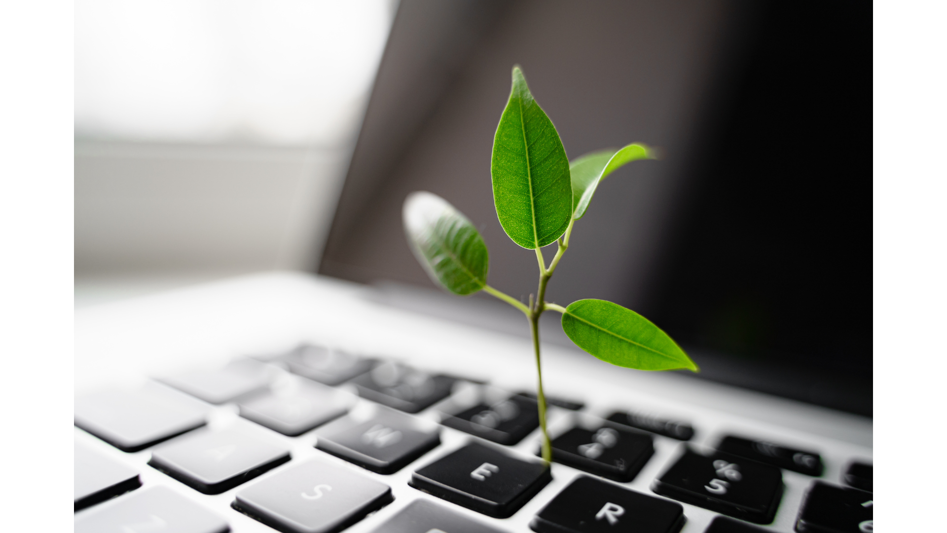 Growth symbolism with seedling